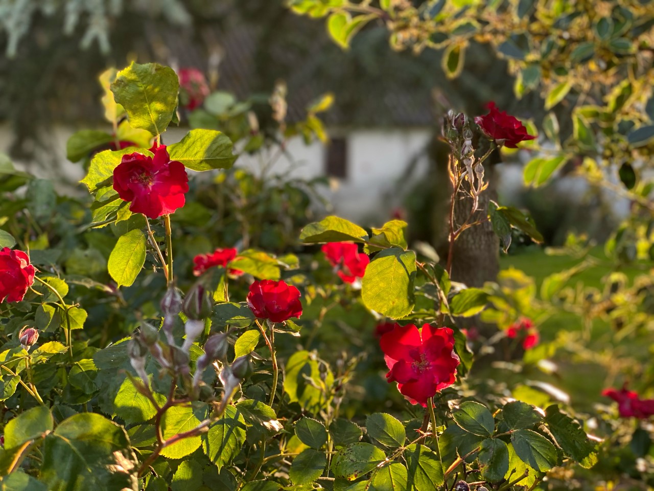 bybillede roser